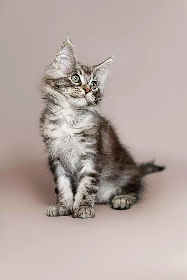 Fluffy gray tabby Maine Coon kitten sitting alert and curious for a perfect pet choice