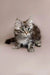 Fluffy gray tabby Maine Coon kitten with alert eyes and perked ears ready for fun