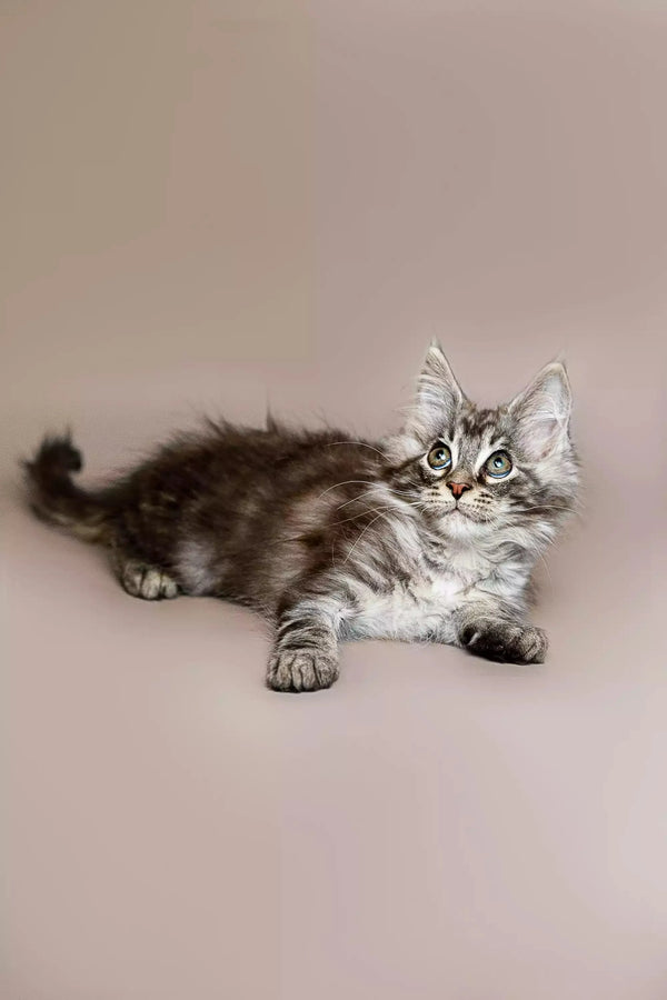 Fluffy tabby Maine Coon kitten lounging with wide eyes, super cute and playful