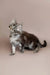 Fluffy gray tabby Maine Coon kitten with bright eyes and perked ears