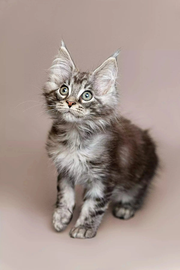 Fluffy gray and white Maine Coon kitten with alert green eyes and tufted ears