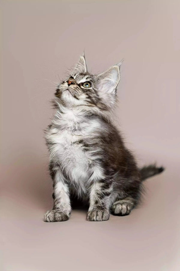 Tabby Maine Coon kitten sitting upright and looking attentively upward