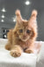 Ginger Maine Coon kitten named Ricardo with stunning ear tufts and bright eyes