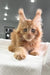 Cute Ginger Maine Coon Kitten with Fluffy Ears and Bright Blue Eyes