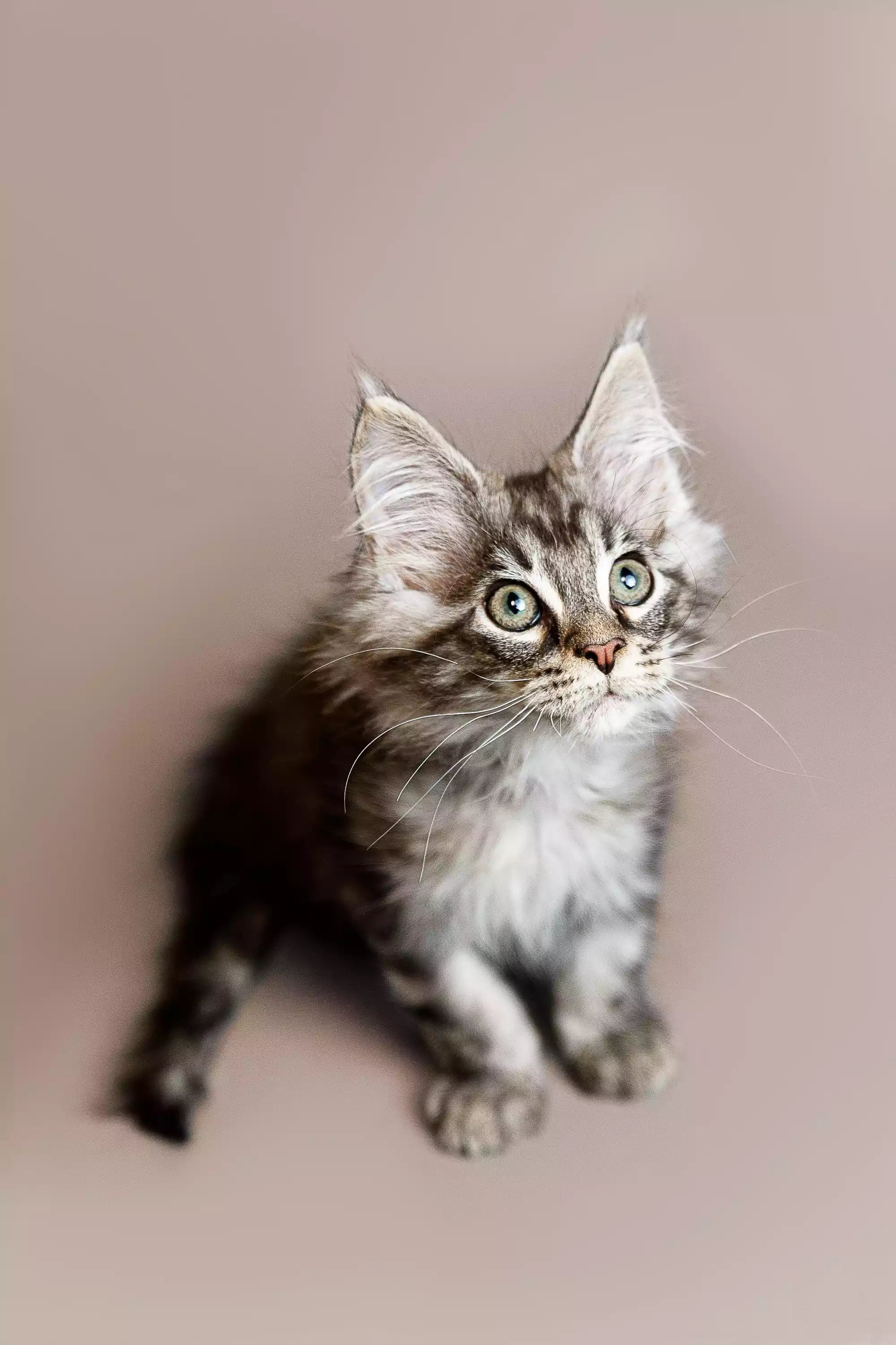 Maine Coon Kittens for Sale Ricardo | Kitten