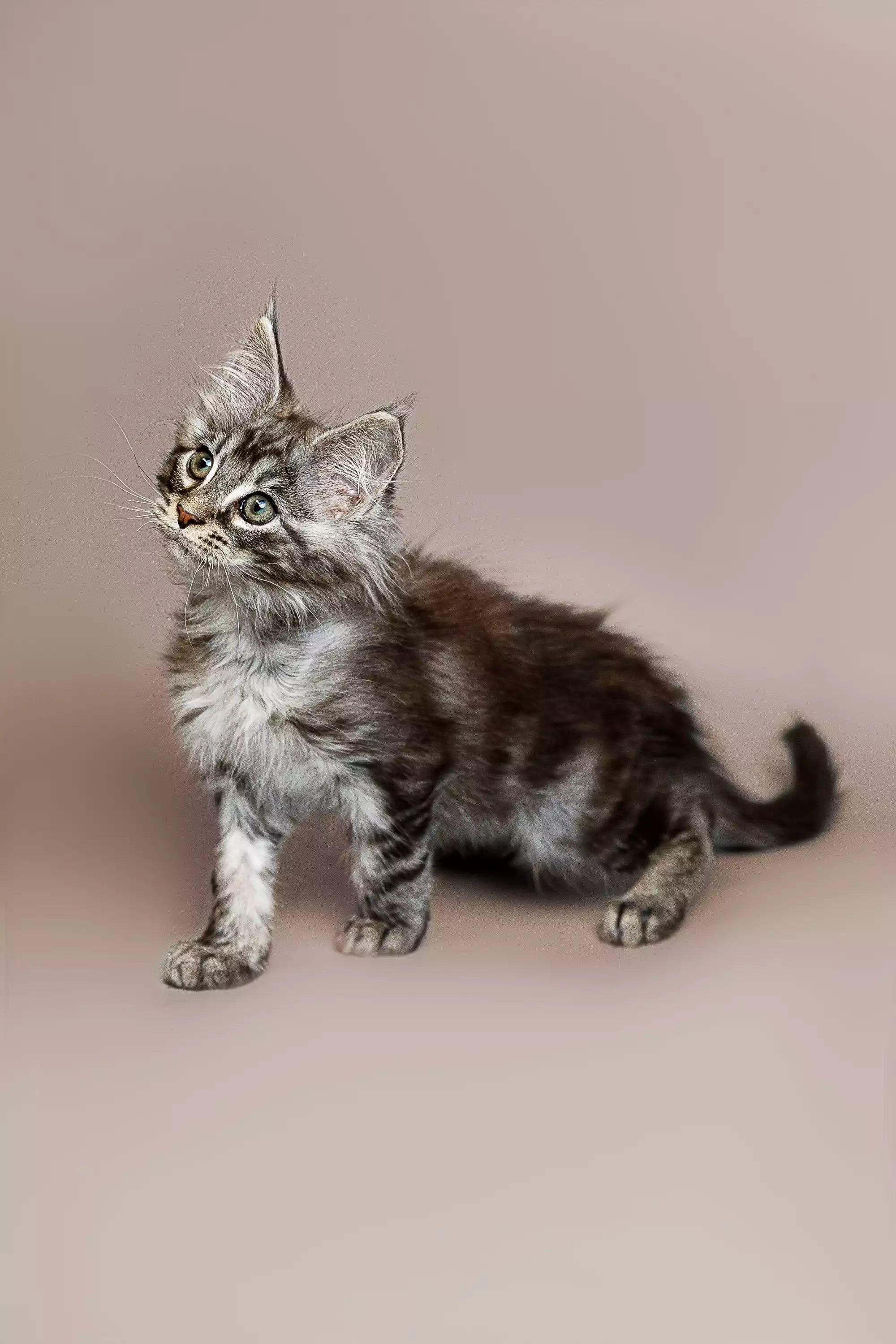 Maine Coon Kittens for Sale Ricardo | Kitten