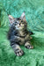 Adorable Maine Coon kitten with fluffy fur and wide eyes ready for a new home