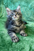 Adorable Maine Coon kitten with wide eyes and fluffy fur available as Ricardo