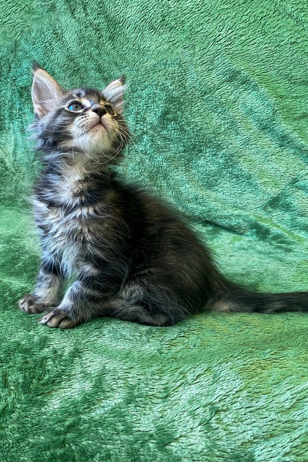 Adorable Maine Coon kitten looking up with curiosity, perfect for cat lovers