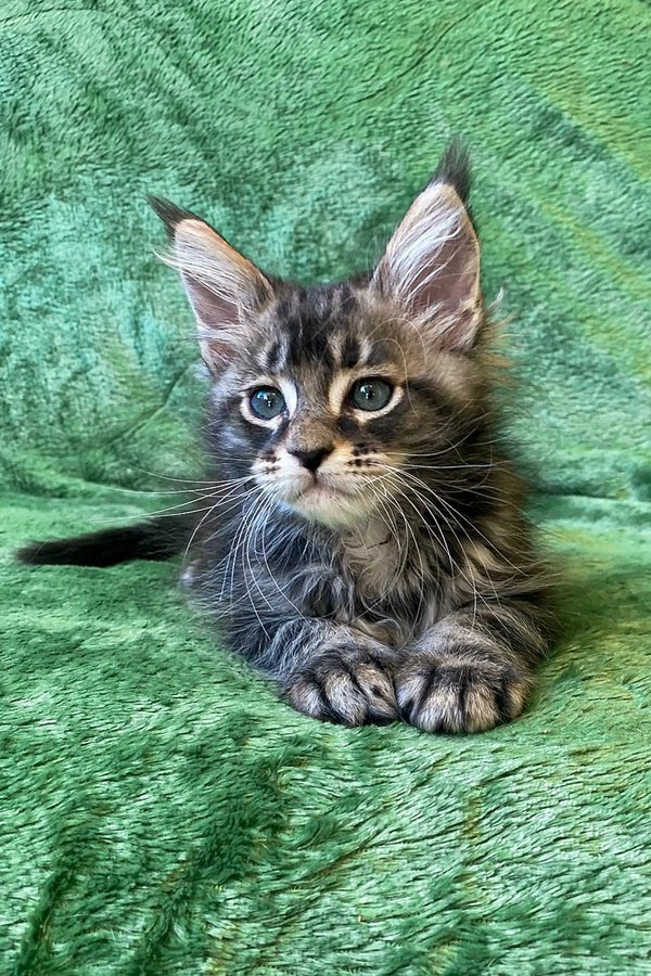 Adorable Maine Coon kitten with fluffy fur and alert eyes looking playful and curious