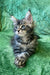 Adorable Maine Coon kitten with fluffy fur and bright blue eyes, perfect companion