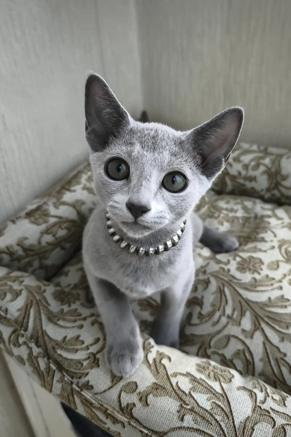 Ricci | russian blue kitten