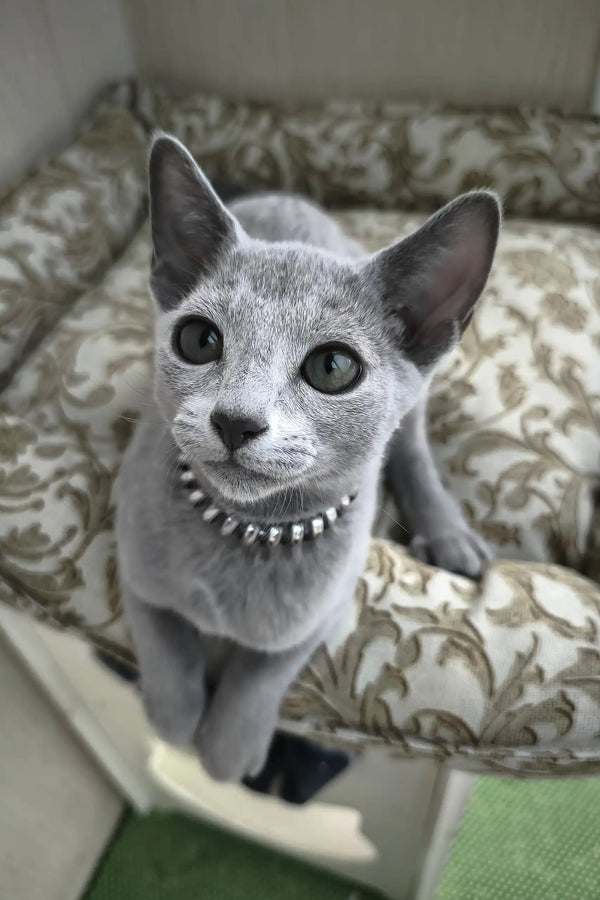 Ricci | russian blue kitten
