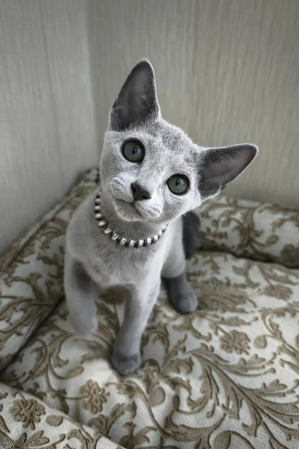 Ricci | russian blue kitten