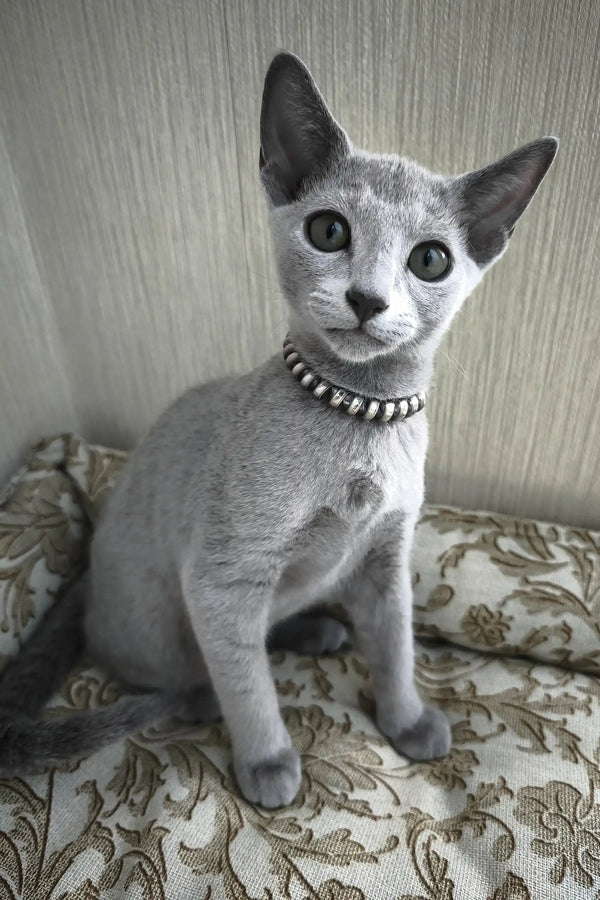 Ricci | russian blue kitten