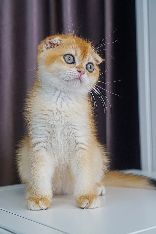 Adorable orange and white Scottish Fold kitten sitting upright for Rice | Scottish Fold Kitten