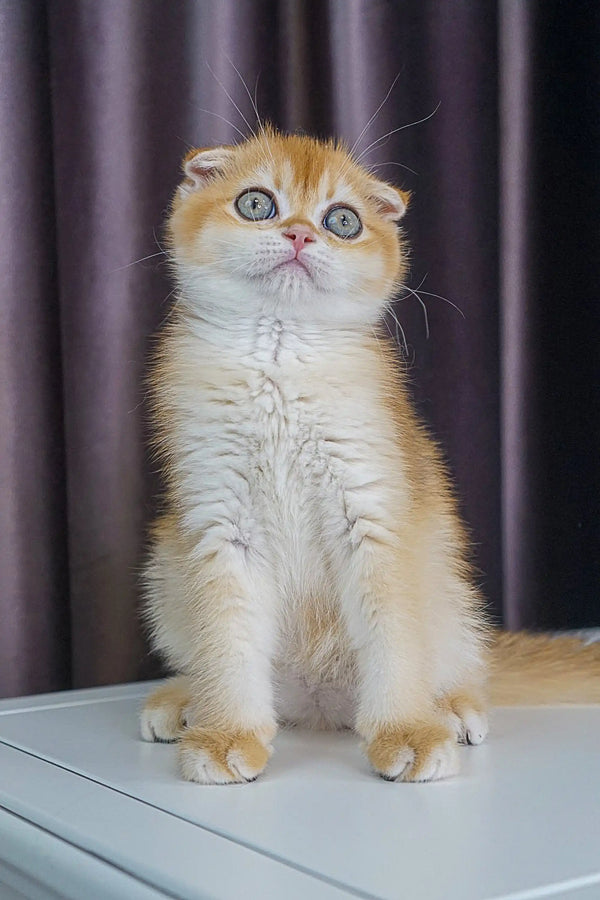 Wide-eyed Scottish Fold kitten with cream fur sitting upright, perfect for any cat lover
