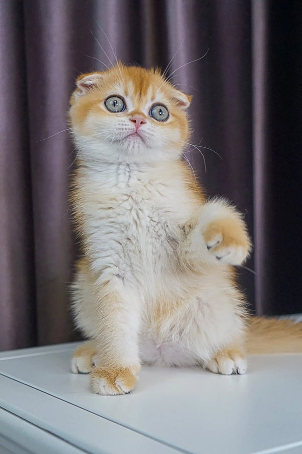 Cute Scottish Fold kitten with orange and white fur standing on hind legs