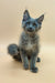 Gray fluffy kitten with bright blue eyes, perfect for any Rich Maine Coon fan