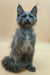 Gray fluffy kitten with pointed ears, a cute Rich Maine Coon ready for a new home