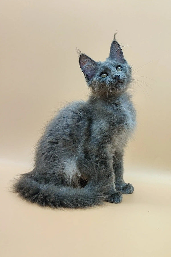 Gray fluffy Maine Coon kitten with pointed ears sitting upright in Rich Maine Coons