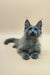 Gray Maine Coon kitten with blue eyes and fluffy fur lounging in style