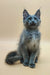 Adorable Gray Maine Coon kitten with ear tufts and fluffy coat from Rich Maine collection