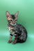 Richard | bengal kitten