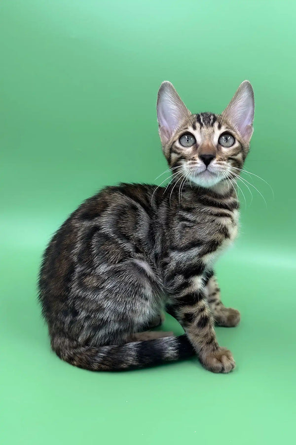 Richard | bengal kitten