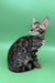 Richard | bengal kitten
