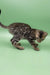 Richard | bengal kitten