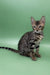 Richard | bengal kitten