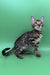 Richard | bengal kitten