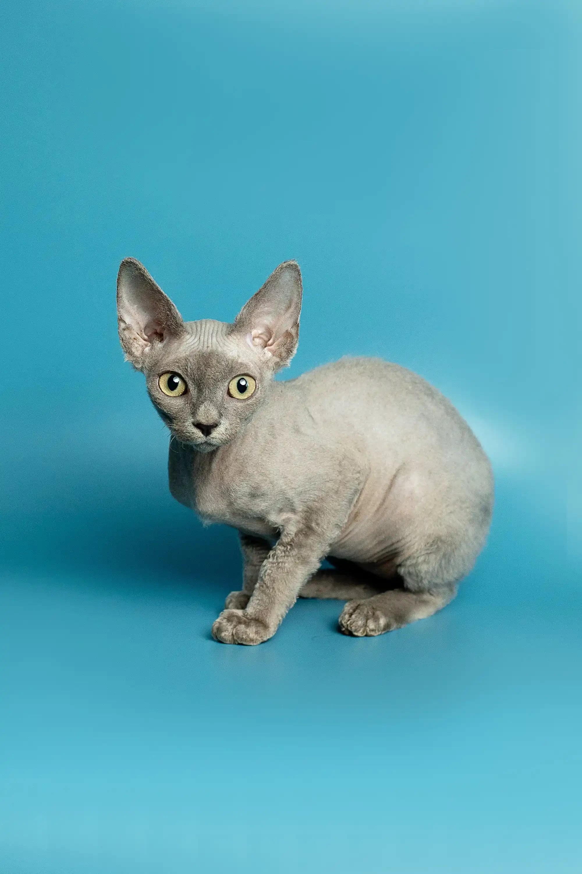 Devon Rex Kittens For Sale Richard | Kitten