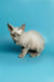 Gray Devon Rex kitten with big ears and a slim body, perfect for your home