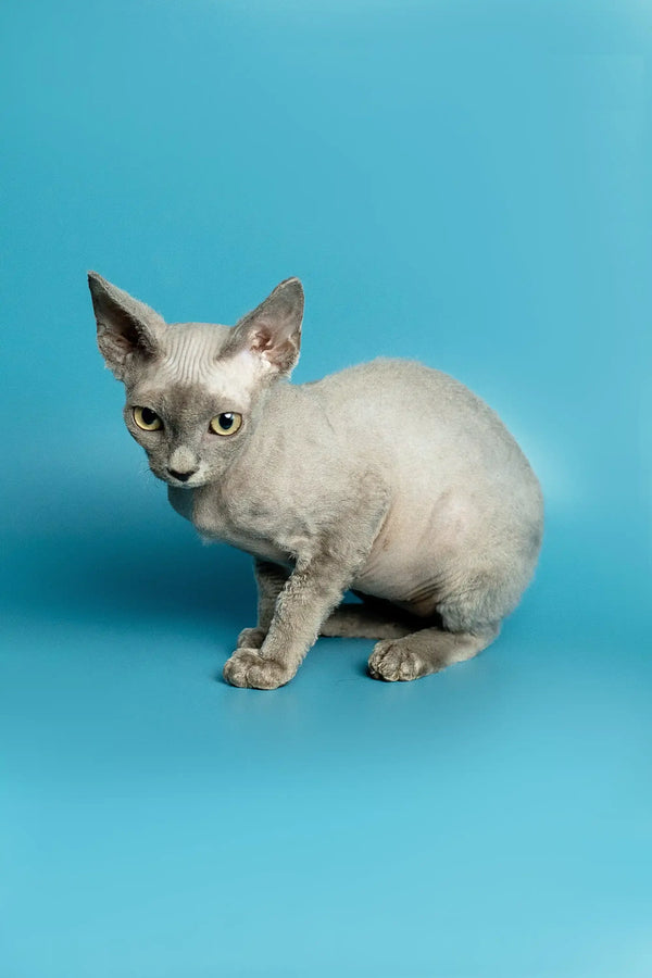 Gray Devon Rex kitten with big ears and a slim body, perfect for your home
