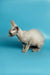 Cute Devon Rex kitten with big ears sitting on a smooth surface