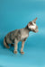 Hairless gray Devon Rex kitten Richard with big ears standing in profile