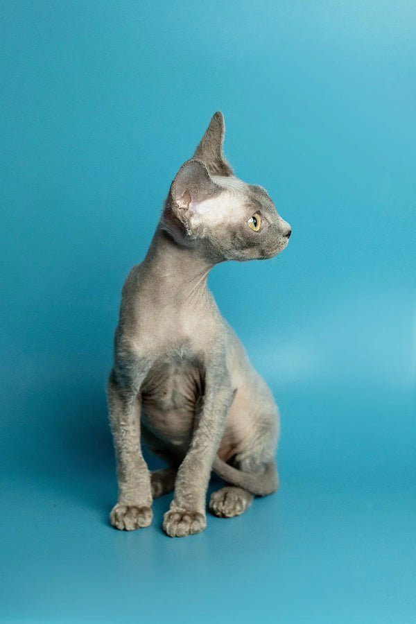 Hairless Devon Rex kitten sitting upright, showing off its alert and playful personality