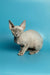 Adorable Gray Devon Rex kitten named Richard with big ears and striking green eyes