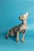 Hairless gray Devon Rex kitten with big ears standing alert and curious