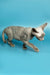 Gray hairless Devon Rex Kitten with wrinkled skin walking on a blue surface