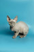 Hairless Devon Rex kitten with big ears and eyes sitting on a plain surface