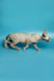 Hairless Devon Rex Kitten walking proudly with its body stretched out