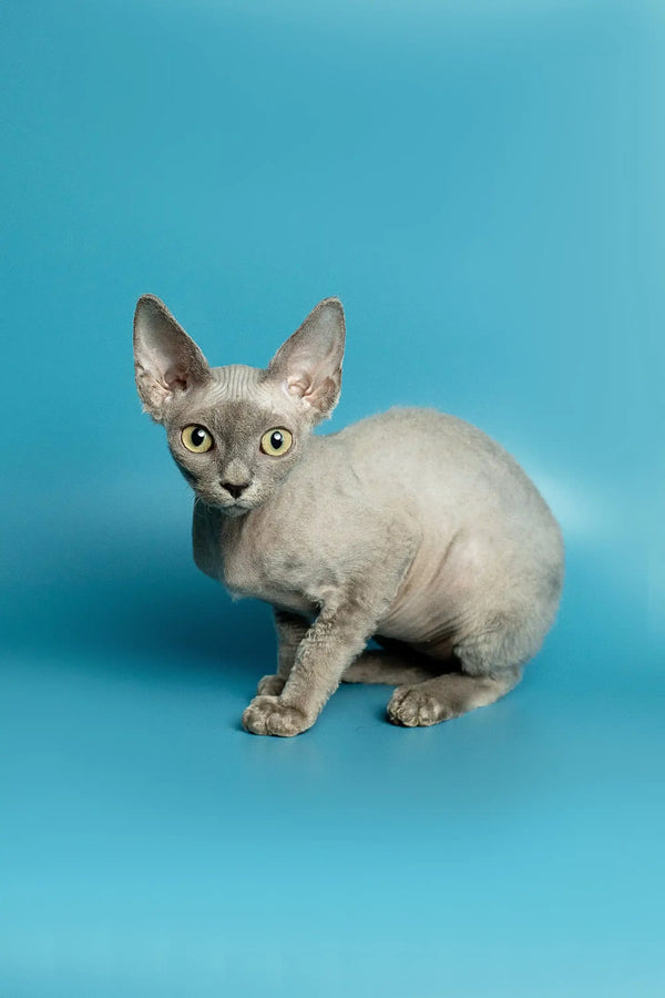Hairless Devon Rex kitten with big ears and eyes sitting on a plain surface