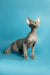 Hairless gray Devon Rex kitten with big ears sitting upright, perfect for your home