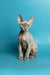 Hairless Sphynx cat with big ears, a perfect companion for your Devon Rex Kitten