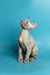 Hairless Devon Rex kitten with big ears sitting upright and looking up cute