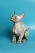 Adorable Devon Rex kitten with wrinkled skin and big ears sitting up cute