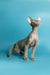 Hairless Devon Rex kitten with wrinkled skin and big ears standing upright